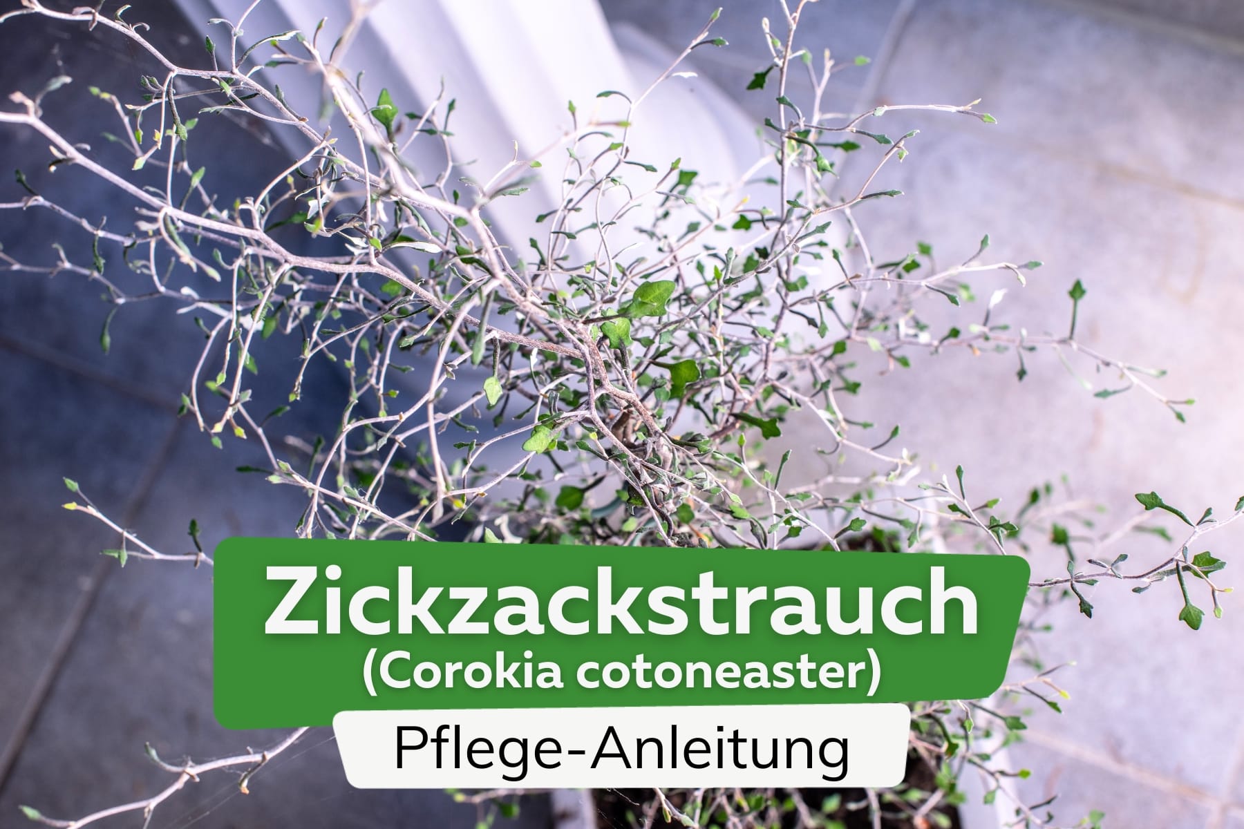 Zickzackstrauch (Corokia cotoneaster)