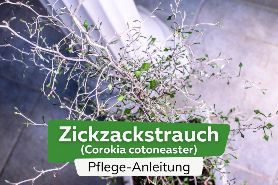 Zickzackstrauch - Corokia cotoneaster
