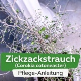 Zickzackstrauch, Corokia cotoneaster: Pflege von A-Z