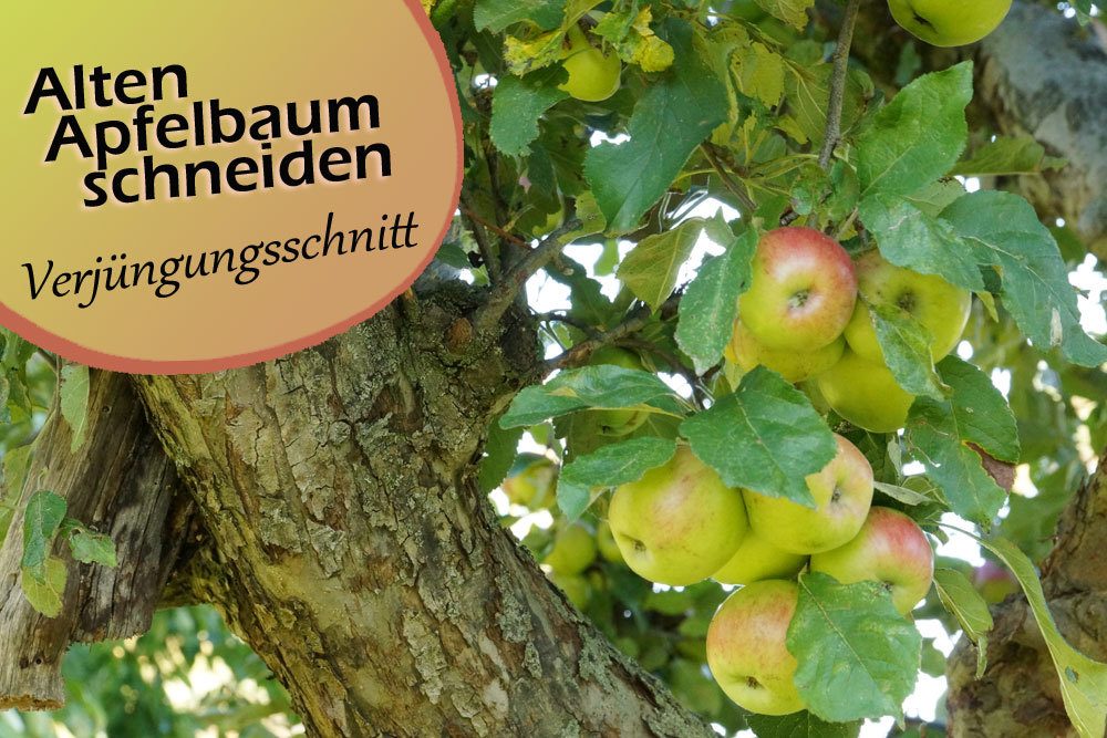 Alten Apfelbaum schneiden: Verjüngungsschnitt | Vorher-Nachher