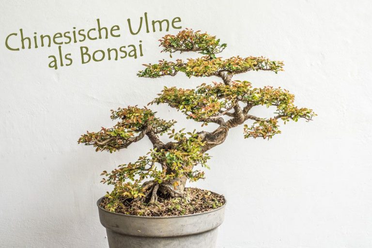 Chinesische Ulme als Bonsai