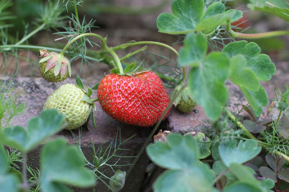 Mischkultur bei Erdbeeren
