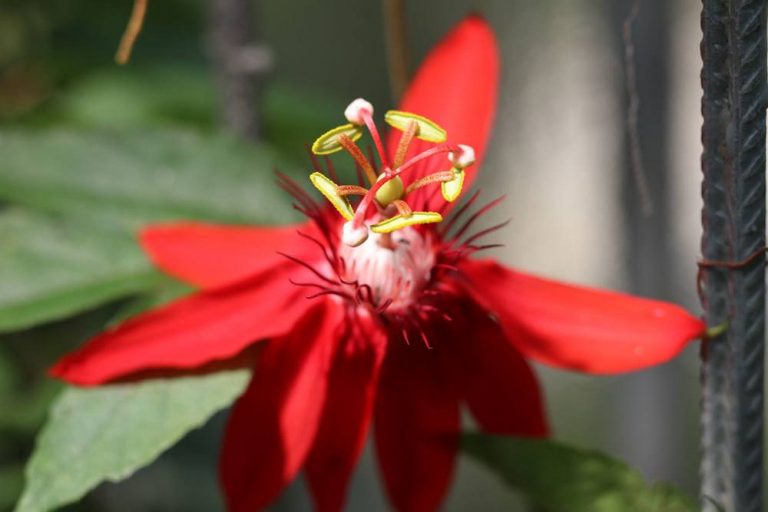 Passionsblume, Passiflora
