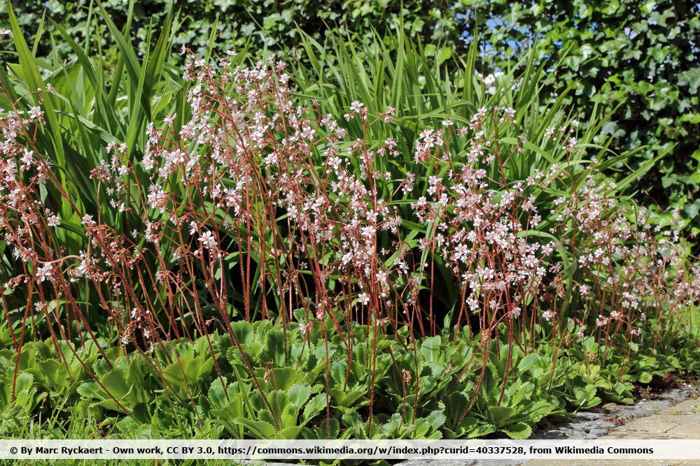 Porzellanblümchen, Saxifraga urbium als Bepflanzung für das Grab