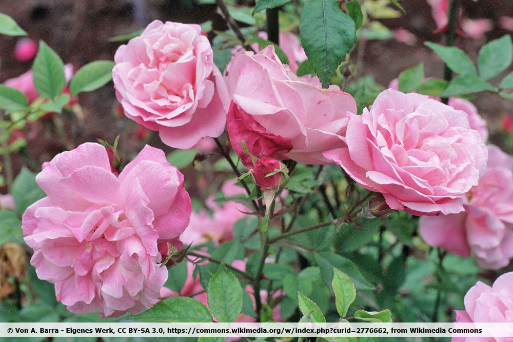 China Rose, Rosa chinensis 'Old Blush'