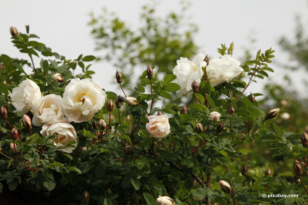 Bibernellrose, Rosa pimpinellifolia