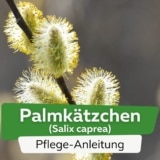 Palmkätzchen (Salix caprea)