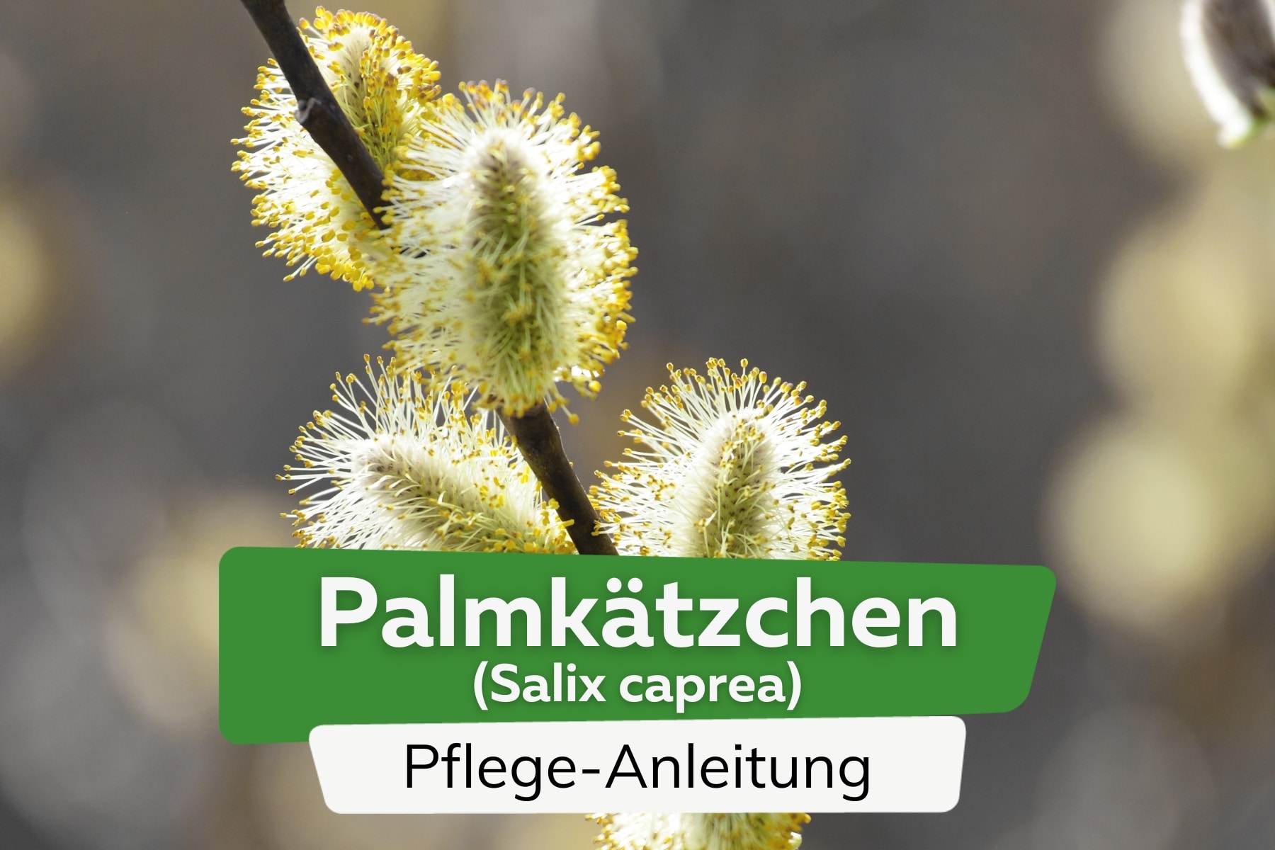 Palmkätzchen (Salix caprea)