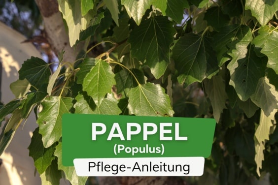 Pappel (Populus)