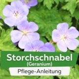 Storchschnabel (Geranium)