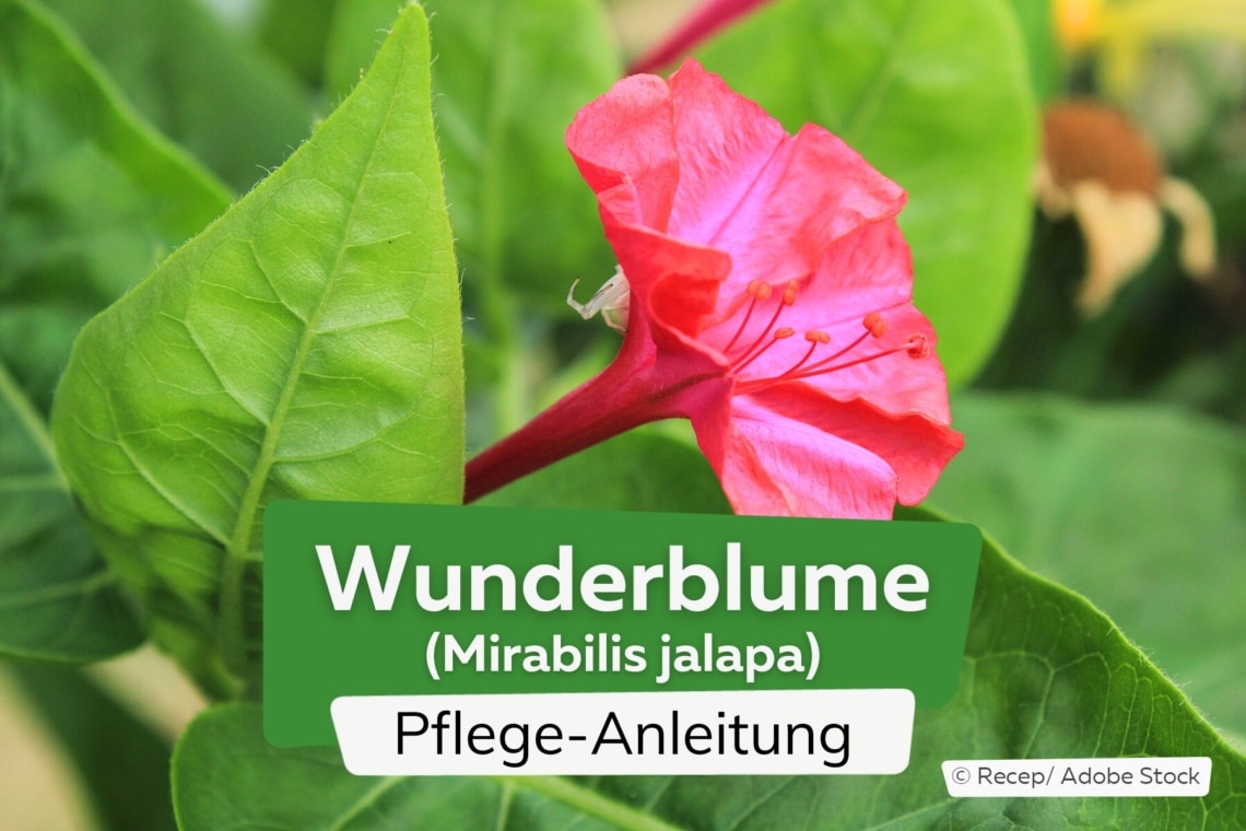 Wunderblume (Mirabilis jalapa)