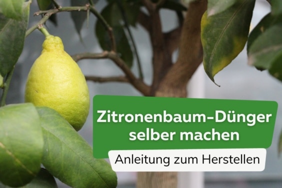 Zitronenbaum-Dünger