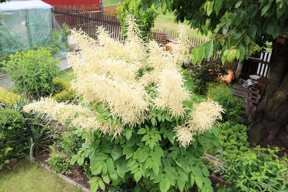 Prachtspiere ‚Younique White‘, Astilbe japonica