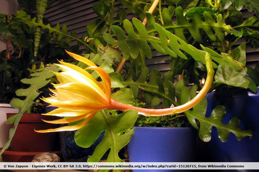 Sägeblattkaktus, Epiphyllum anguliger ist eine außergewöhnliche Zimmerpflanze