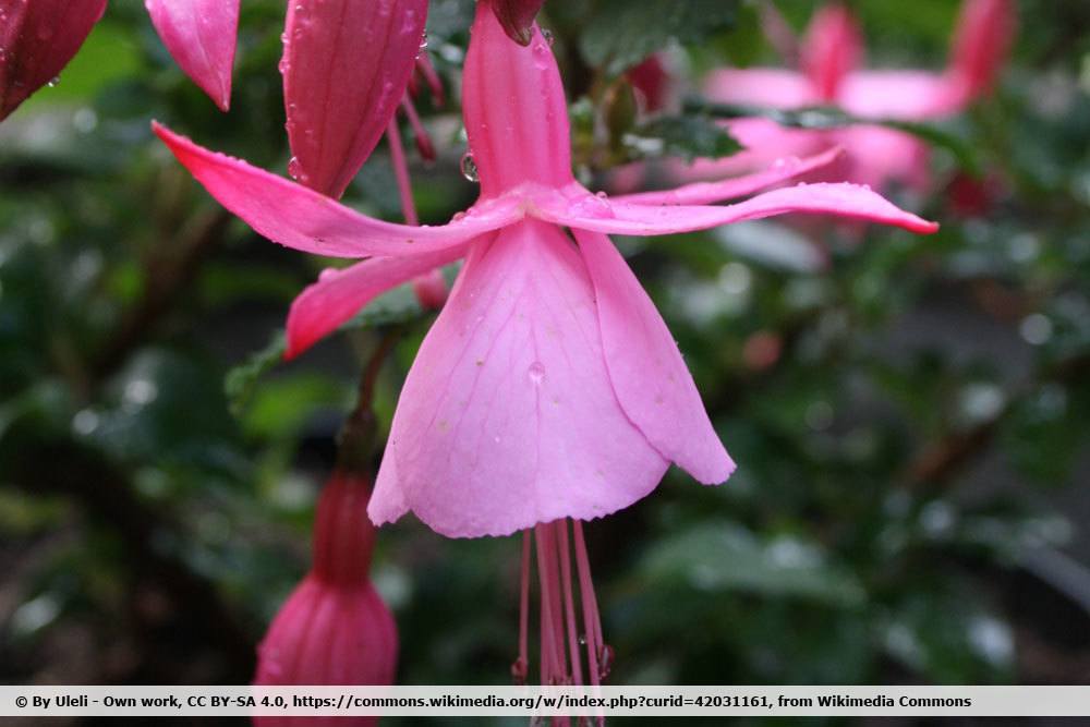 Fuchsia 'Pink Beacon'