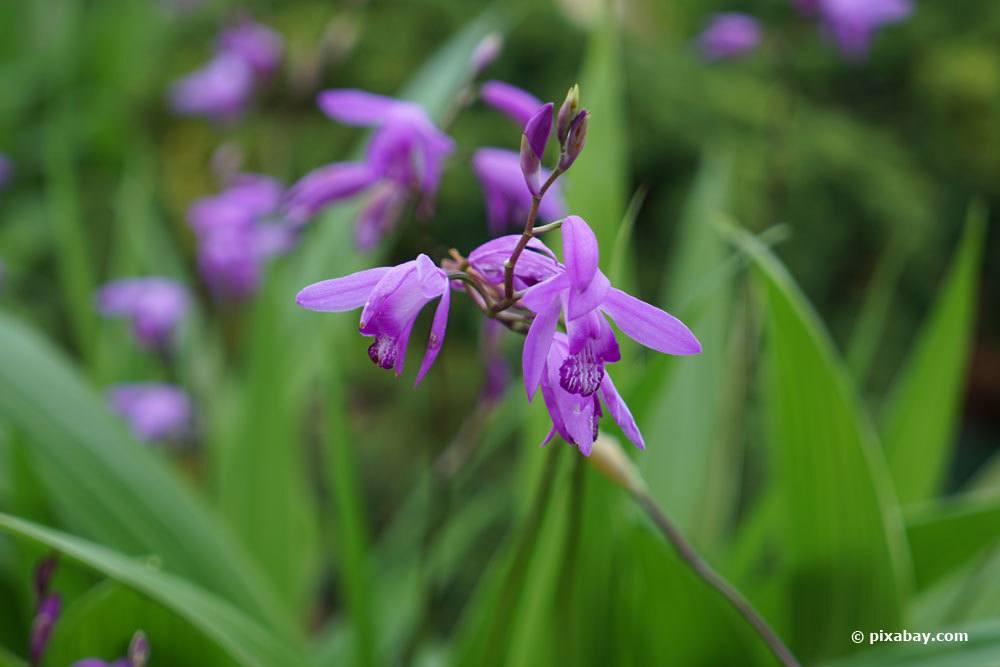 Japanorchidee, Bletilla striata