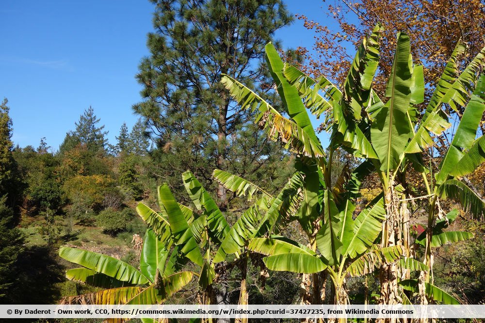 Darjeeling Banane, Musa sikkimensis