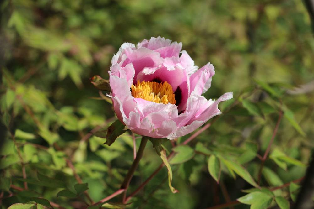 Strauchpfingstrose ‚Rosa Schönheit‘, Paeonia rockii ‚Fen Xi Shi‘