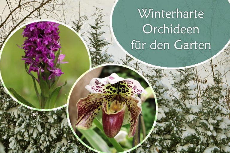 Winterharte Orchideen