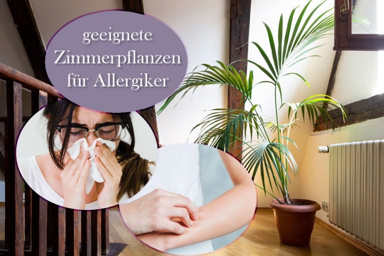 Zimmerpflanzen für Allergiker