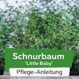 Schnurbaum 'Little Baby'