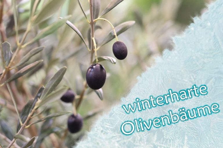 Winterharte Olivenbäume