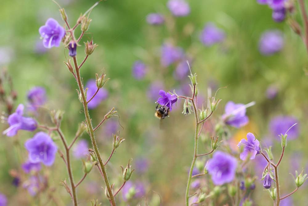 Bienenfreund ist eine der bekanntesten bienenfreundlichen Blumen