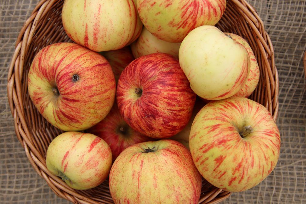 Gravensteiner Äpfel eignen sich zum Backen