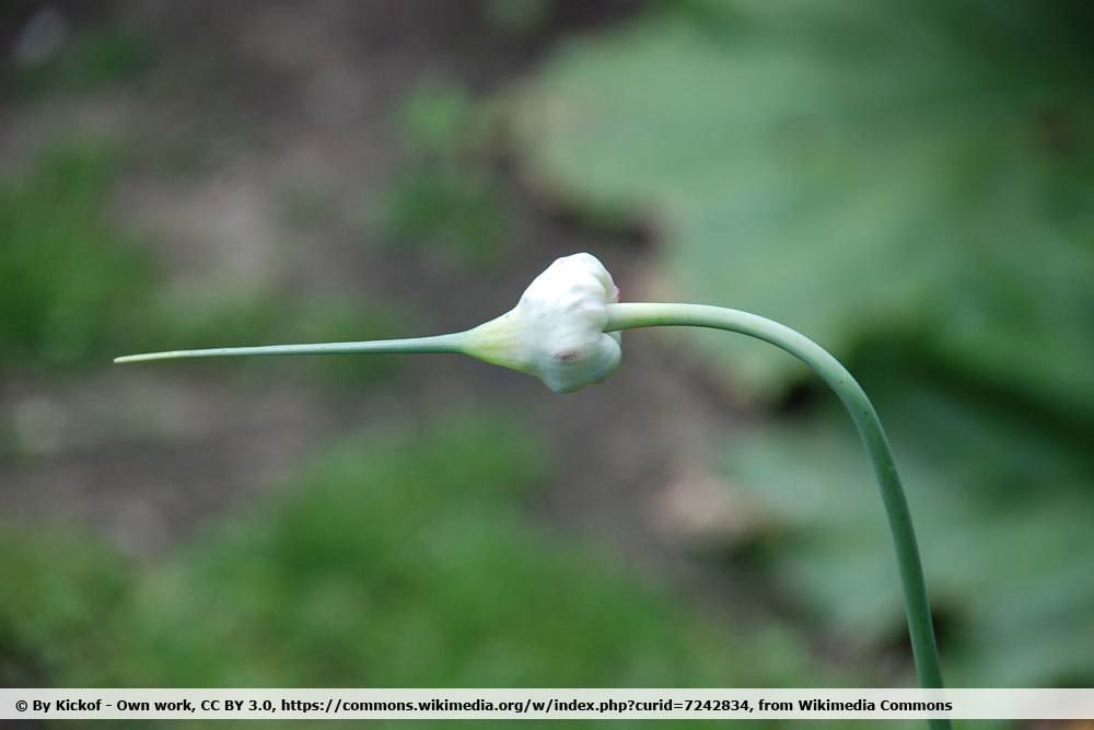 Schlangenknoblauch, Allium sativum var. ophioscorodon