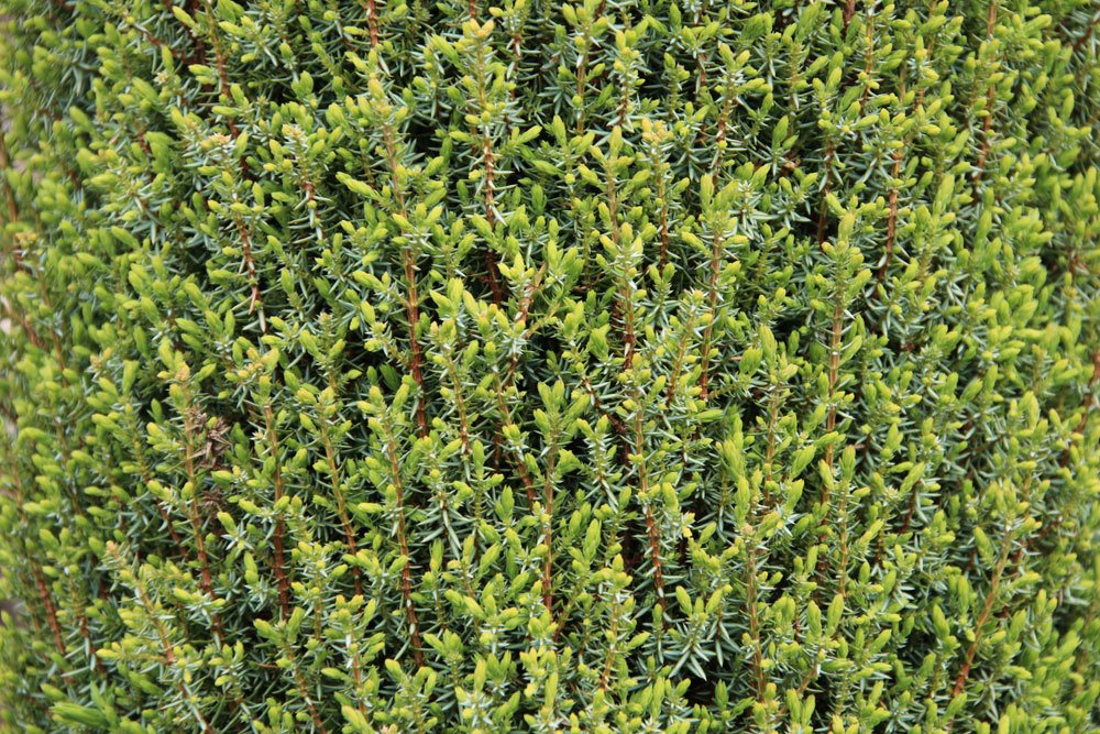 Wacholder, Juniperus communis