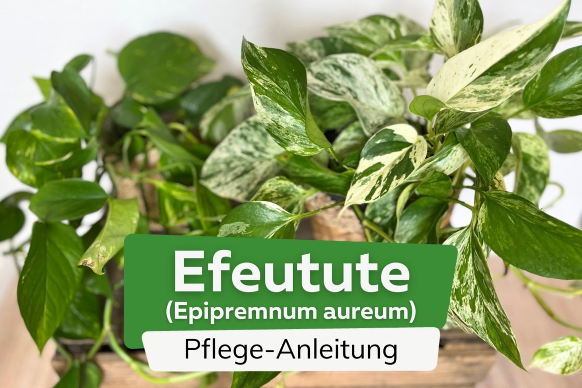 Efeutute (Epipremnum aureum)