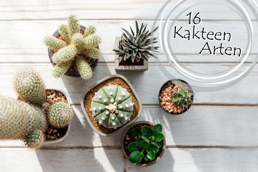 Auf welche Faktoren Sie als Käufer bei der Wahl von Kaktusartige pflanze achten sollten!
