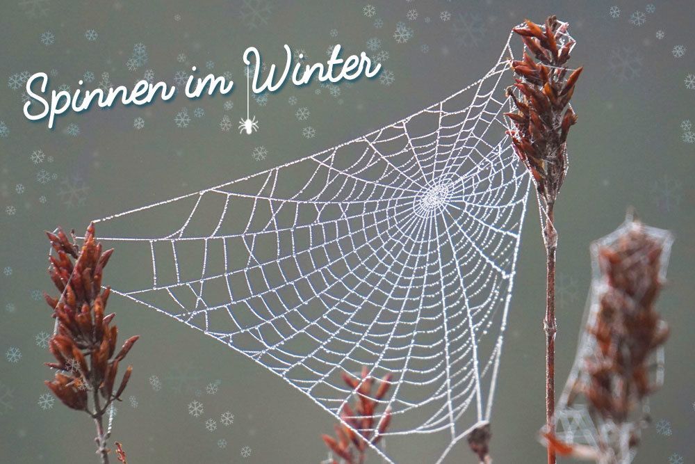 Spinnen im Winter