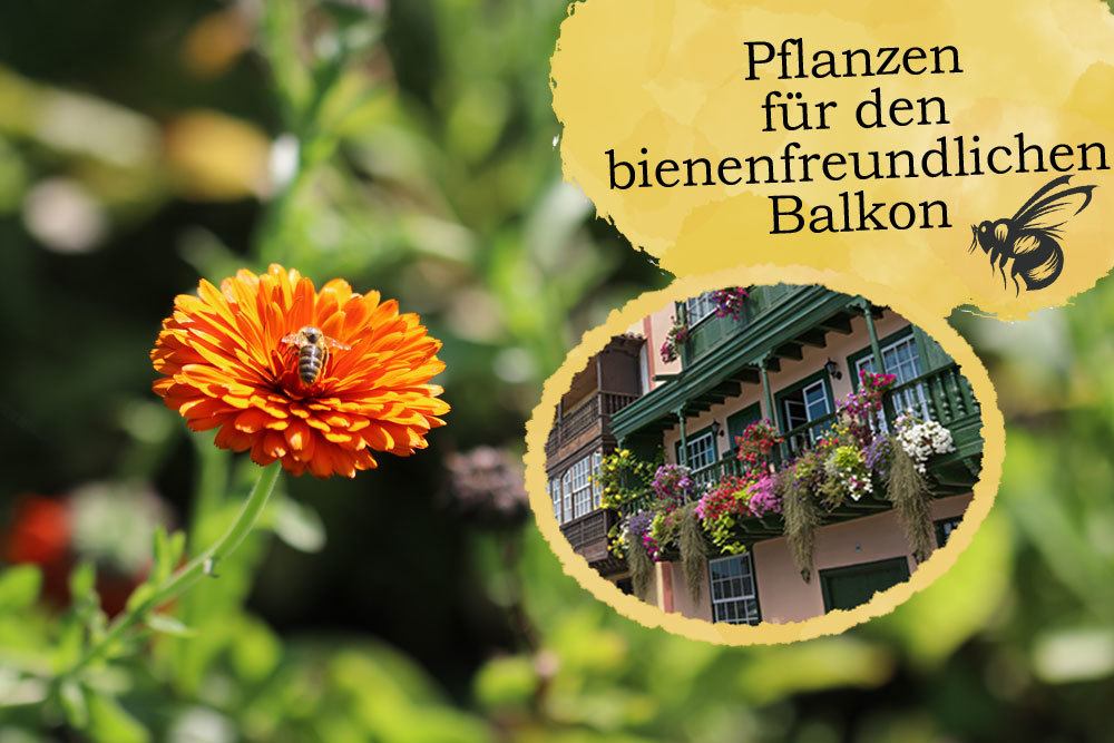 Pflanzen für den bienenfreundlichen Balkon