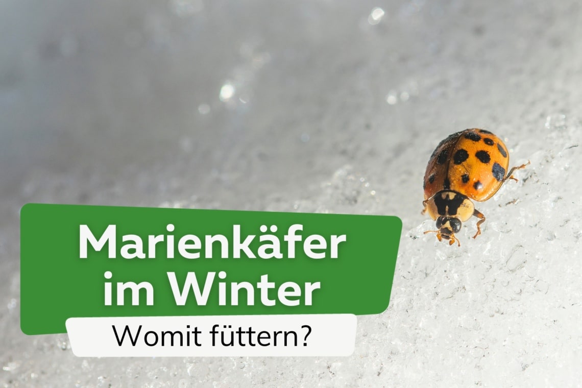 Marienkäfer im Winter füttern