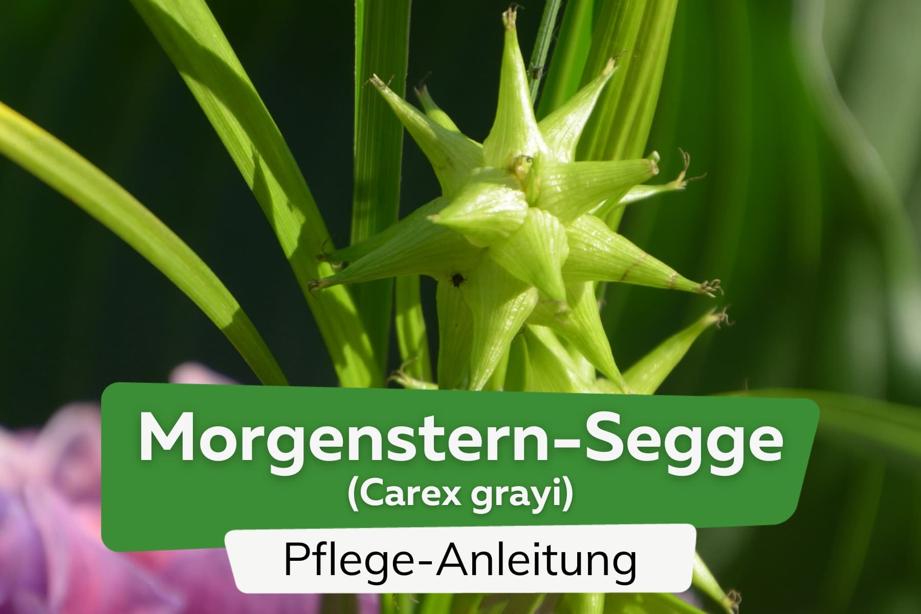 Morgenstern-Segge (Carex grayi)