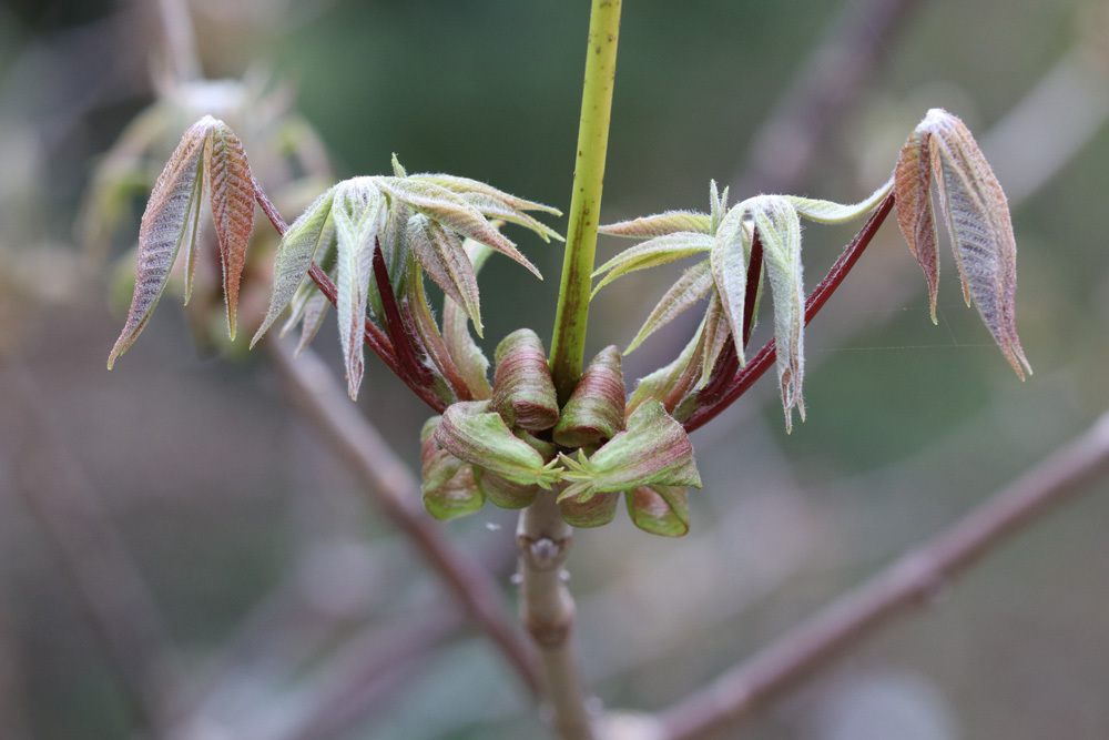 Strauchkastanie - Aesculus parviflora