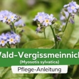 Wald-Vergissmeinnicht (Myosotis sylvatica)