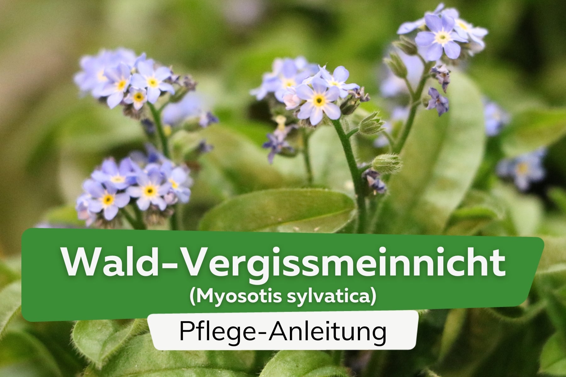Wald-Vergissmeinnicht (Myosotis sylvatica)