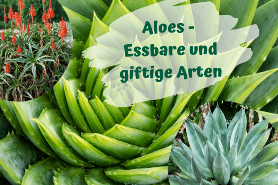 Aloe-Arten