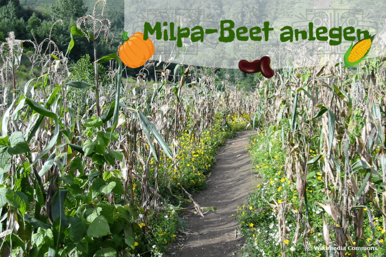 Milpa-Beet anlegen