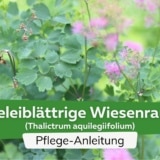 Akeleiblättrige Wiesenraute (Thalictrum aquilegiifolium)