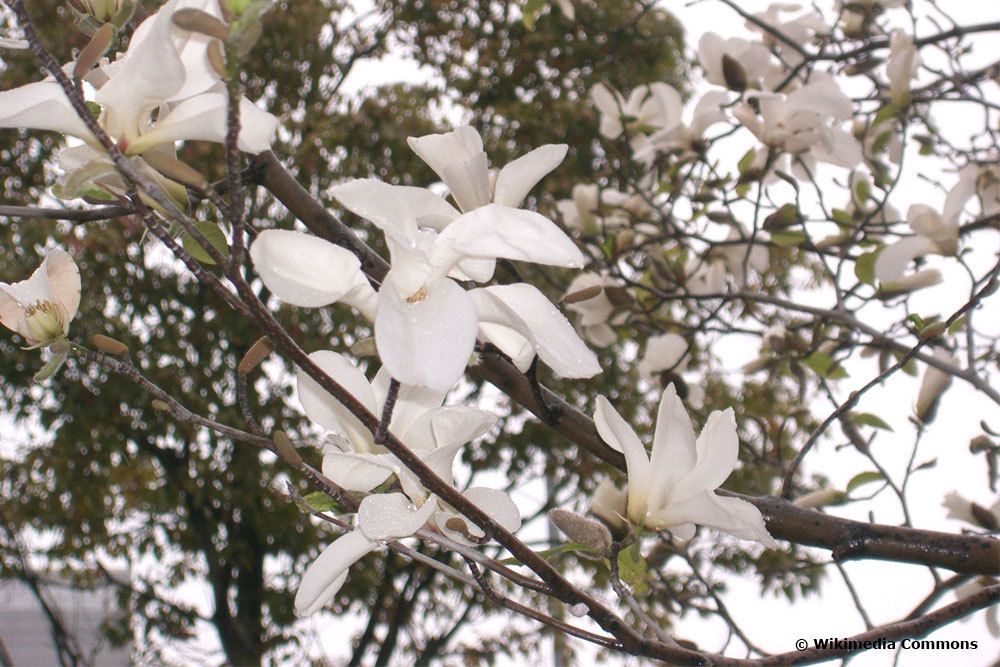 Baum-Magnolie