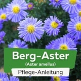 Berg-Aster (Aster amellus)