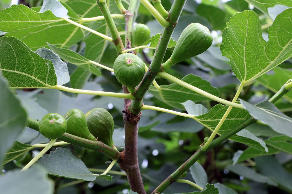 Ficus Virens essbare Früchte seltene Ficus Art 20 seeds 20 Samen