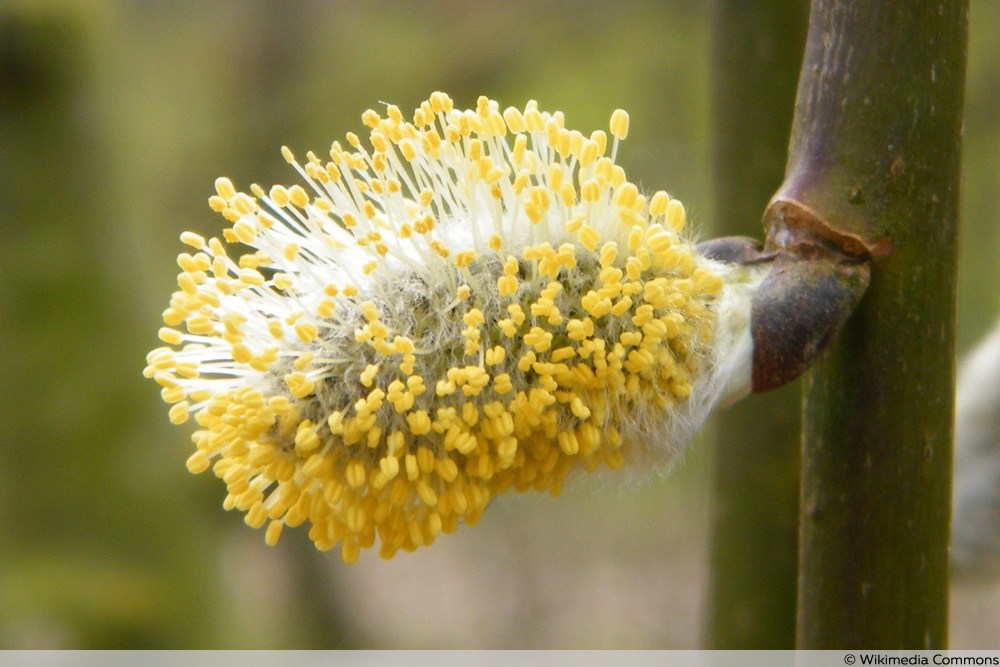 Männlicher Blütenstand von Salix caprea 'Kilmarnock'
