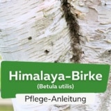 Himalayabirke (Betula utilis)