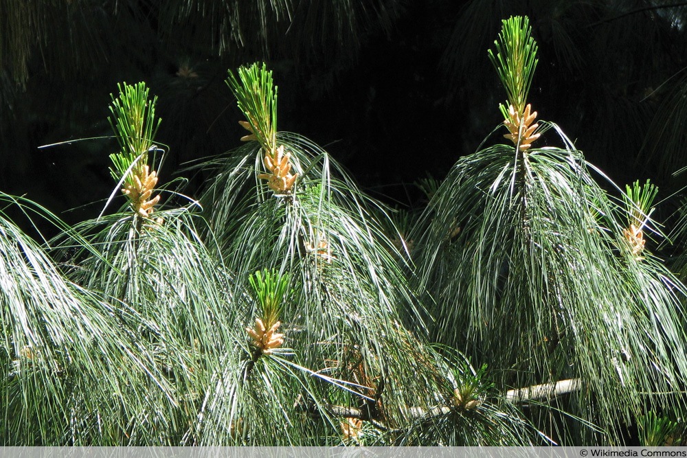 Pinus wallichiana Pinie Nadelbaum Tränenkiefer Wallich-Kiefer Himalaja-Kiefer 