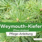 Weymouth-Kiefer (Pinus strobus)