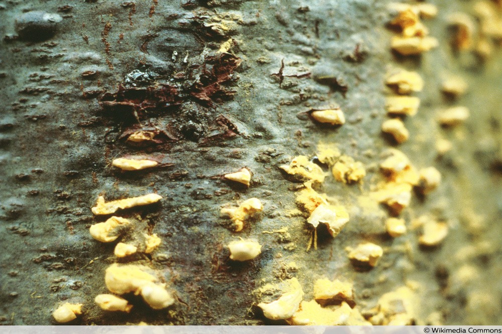 Blasenrost an Kiefernstamm - Cronartium ribicola